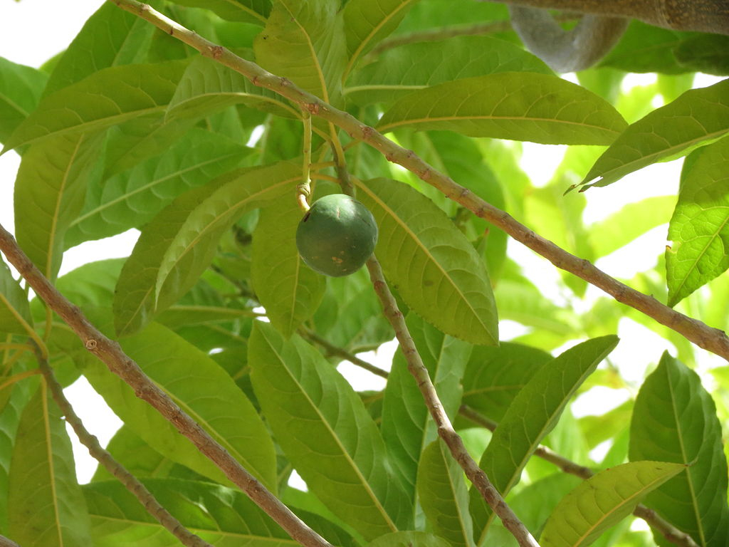 Rudraksha Tree