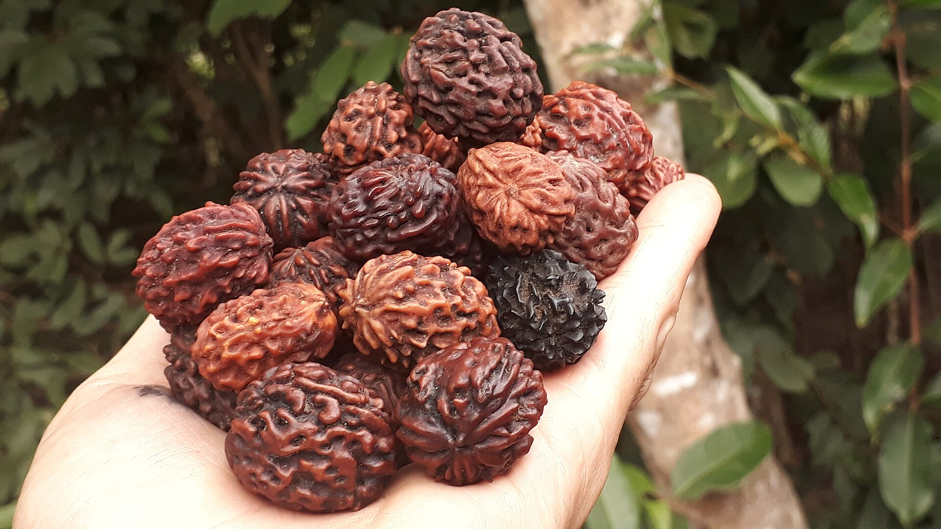 Power of Rudraksha in Sanatan Dharm